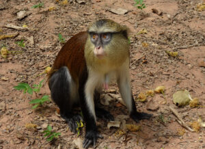 Female Mona Monkey