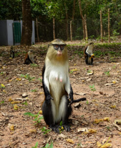 Four Mona Monkeys curiously looking at the camera