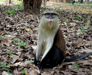 Female Mona Monkey looking up