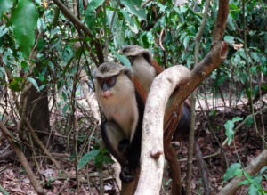 Two Mona Monkeys in tree