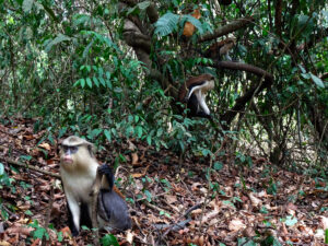 Alpha Mona Monkey keeping guard